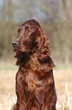 SETTER IRLANDAIS 431